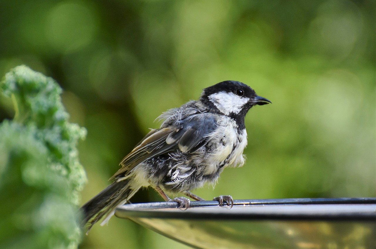 bird, great tit, tit-8286029.jpg